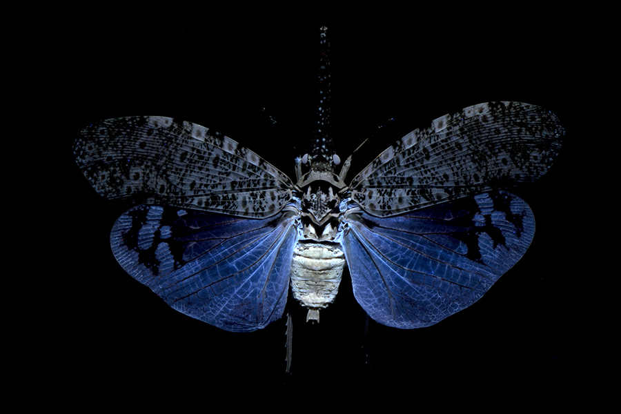 P_oculata_UV